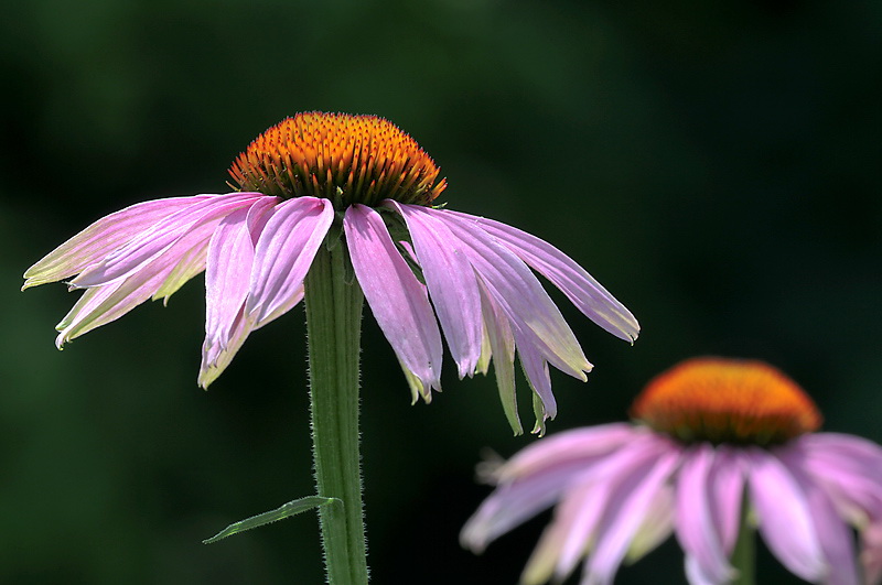 Tiere-Blume-Makro-D31_5513.jpg   26.04.jpg